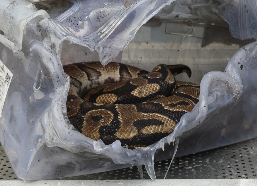 epaselect epa11403293 The remains of a Ball Python snake inside a plastic box that melted during a fire in a pets and exotic animals shop at Chatuchak market in Bangkok, Thailand, 11 June 2024. Thousands of pets and animals such as puppies, cats, exotic birds, fish, including many types of snakes and other exotic animals are feared to have died in the fire. Thai police suspect that an electrical short circuit was the cause of the fire, and no injured were reported.  EPA