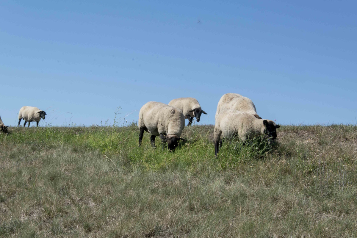 Sheep grazing on the Elbe dike near Tangermünde in Saxony-Anhalt, Germany