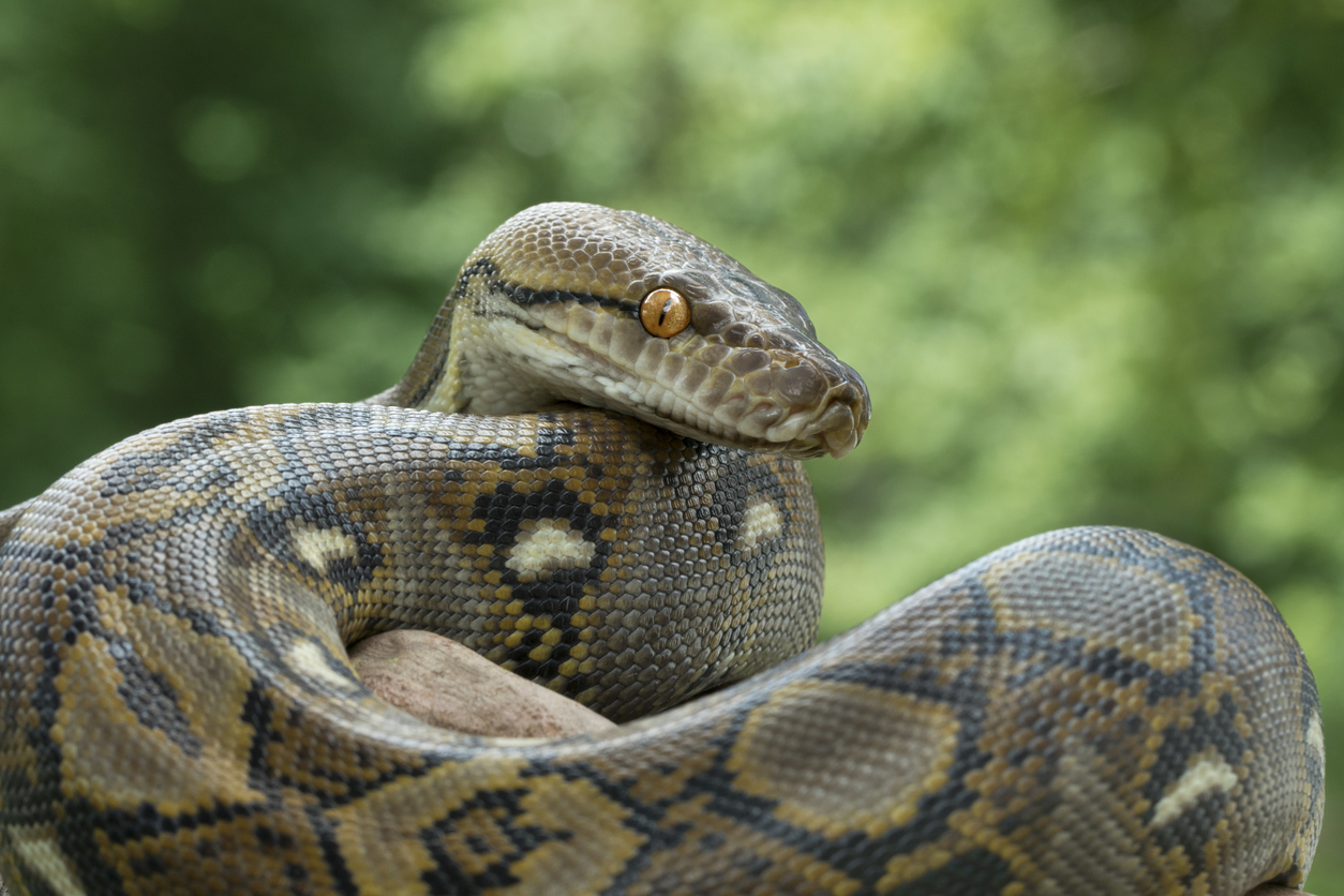Reticulated Python (Python reticulatus)