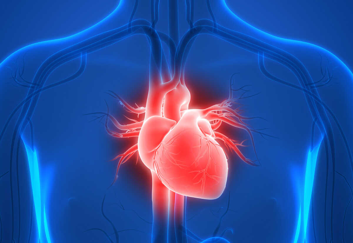 3D Illustration of Human Heart Anatomy