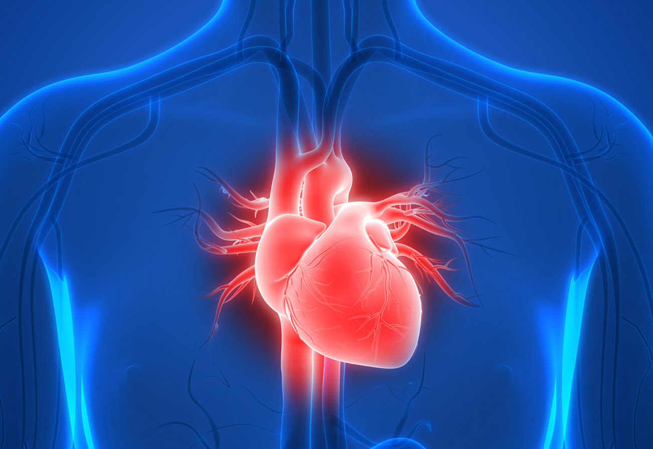 3D Illustration of Human Heart Anatomy
