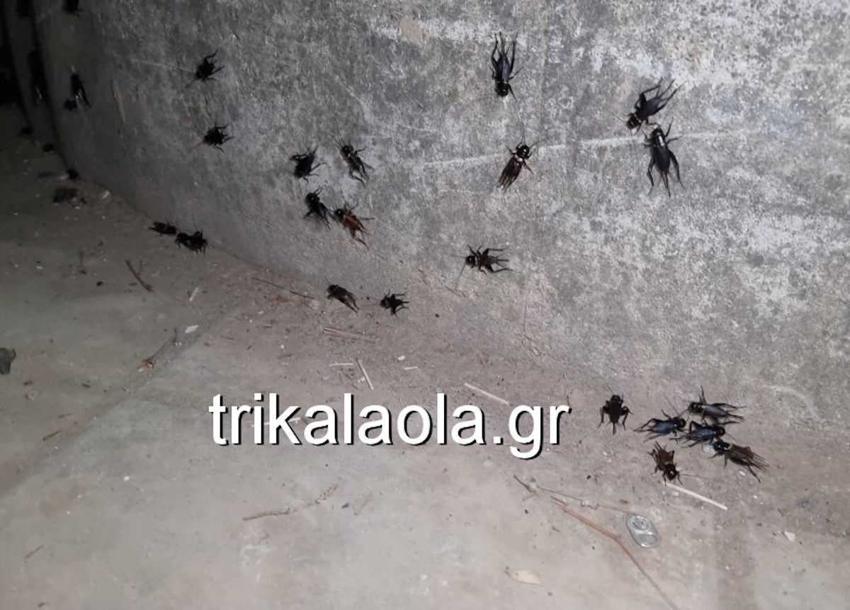 Τρίκαλα: Χιλιάδες τριζόνια στους δρόμους της πόλης – Βίντεο με το απόκοσμο σκηνικό