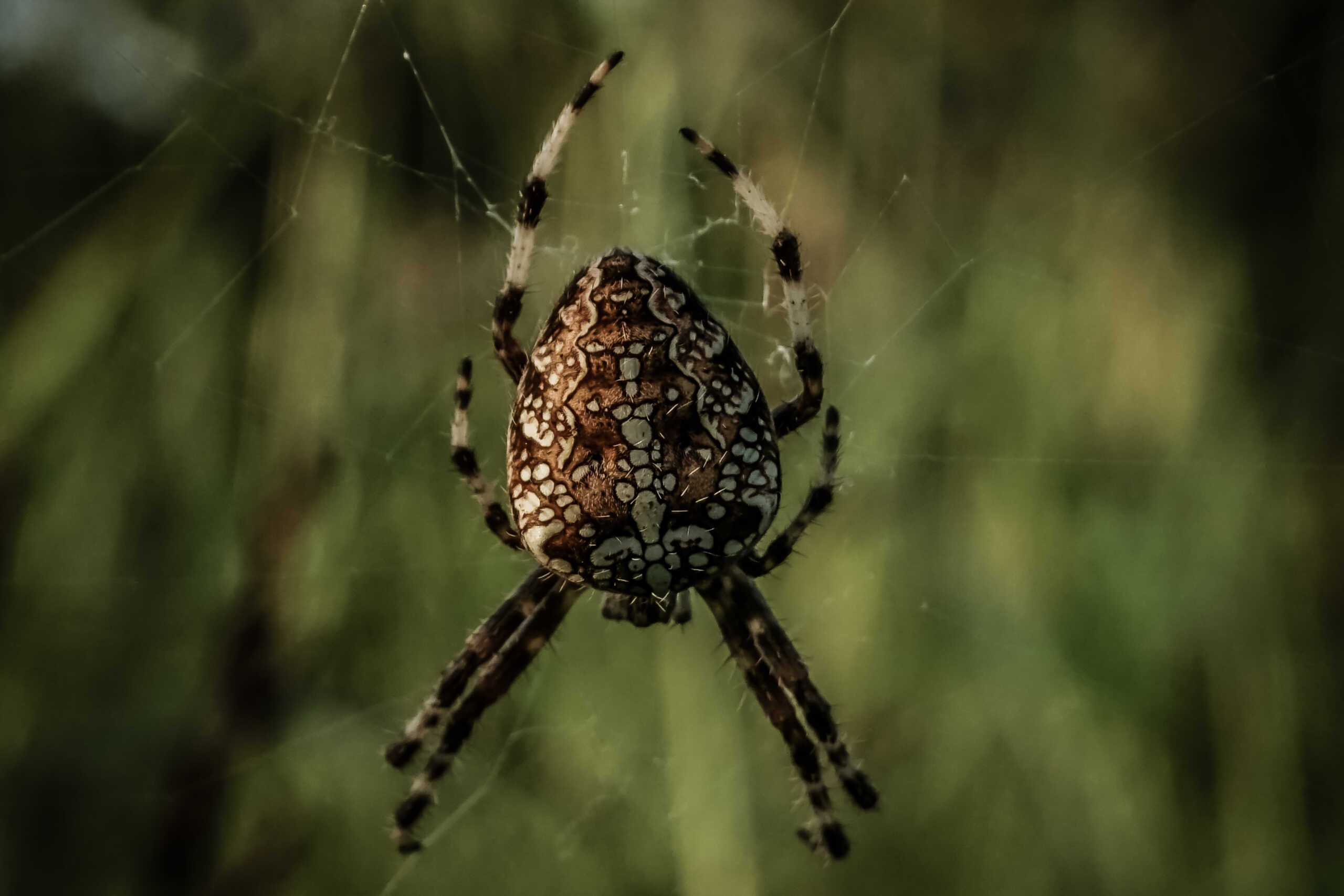Αράχνη η Διαδηματοφόρος (Araneus diadematus) κάθεται στον ιστό της που έχει υφάνει σε αγριόχορτα στην πόλη των Τρικάλων. Η αράχνη η διαδηματοφόρος ένα αρκετά κοινό είδος αράχνης. Οι θηλυκές φτάνουν το μέγιστο όγκο τους στις αρχές του φθινοπώρου όταν, λίγο αφότου γεννήσουν τα αυγά τους, πεθαίνουν.
(ΘΑΝΑΣΗΣ ΚΑΛΛΙΑΡΑΣ