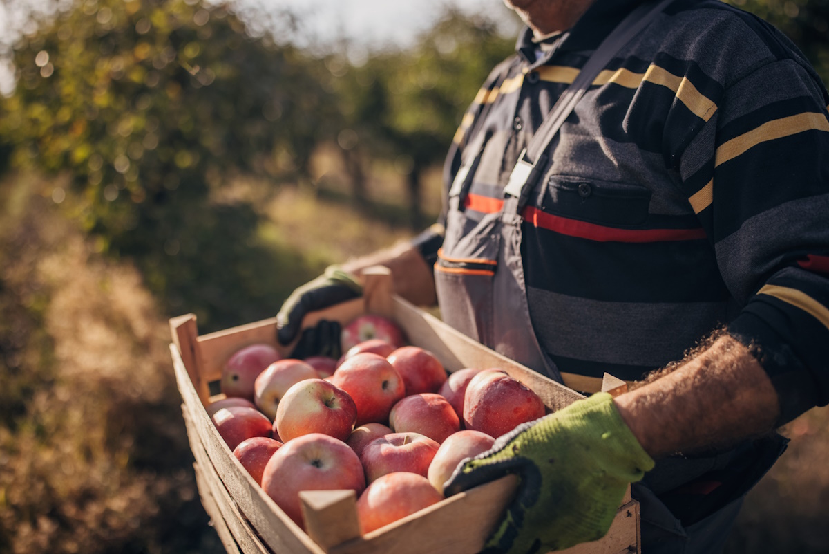 Picked apples in the orchard