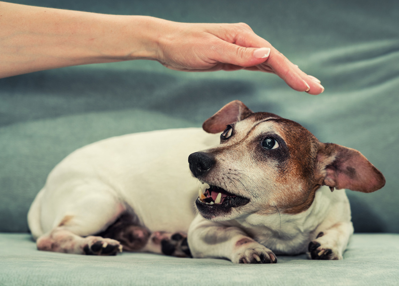 Pregnant female dog Jack Russell terrier growls to person hand. Animal instinct and behaviour.