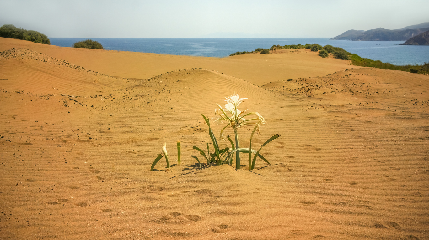 The sand dunes located in the desert of Gomati on Lemnos or Limnos greek island in the Aegean sea.