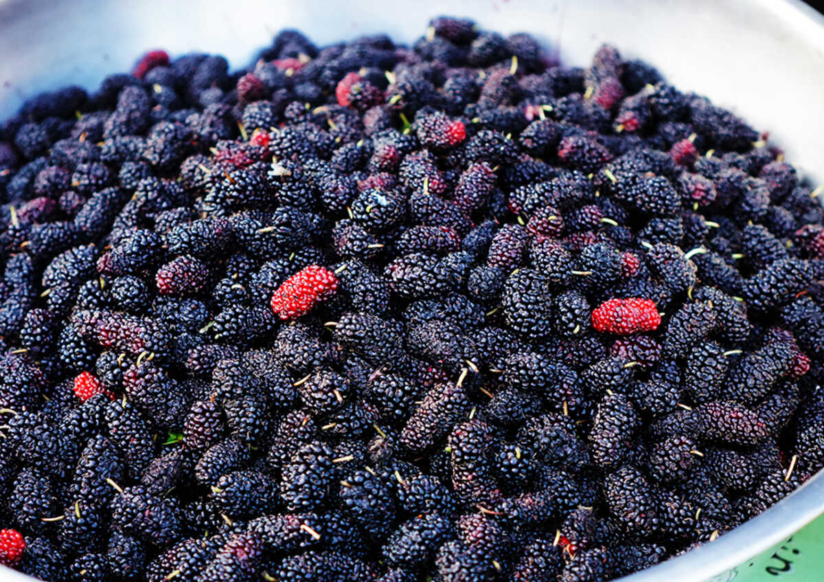 Ripe mulberries background. Mulberry - Morus - healthy fruit close up background.Purple mulberry fruits background.Mulberry berries black close-up, background.