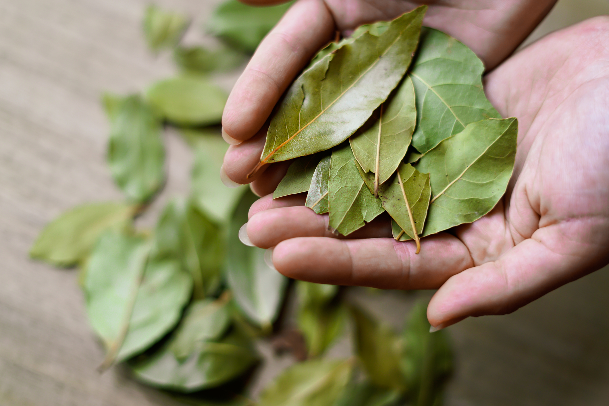 Holding bay leaves. Culinary concept.