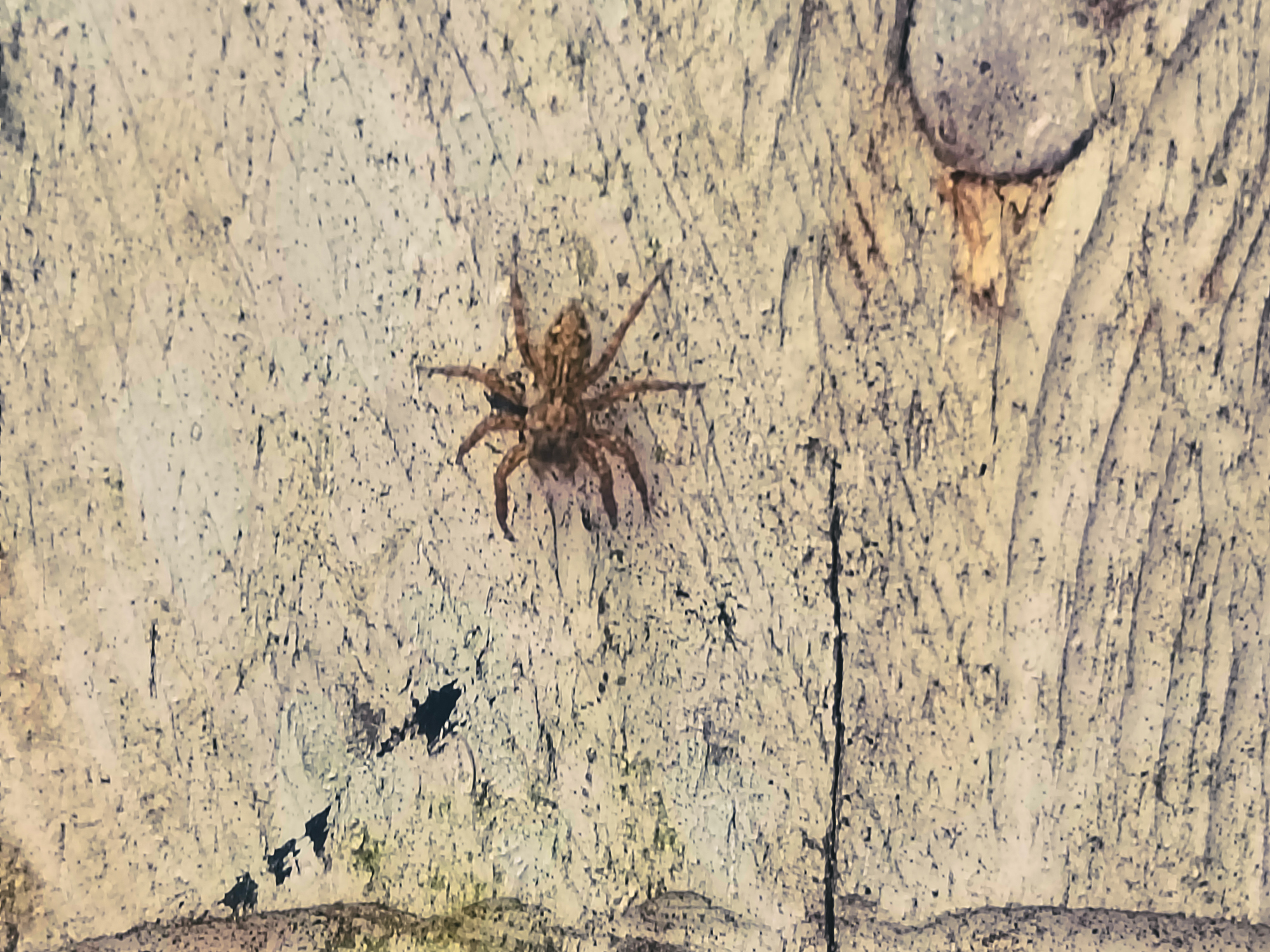 Macro spider photo on the wall