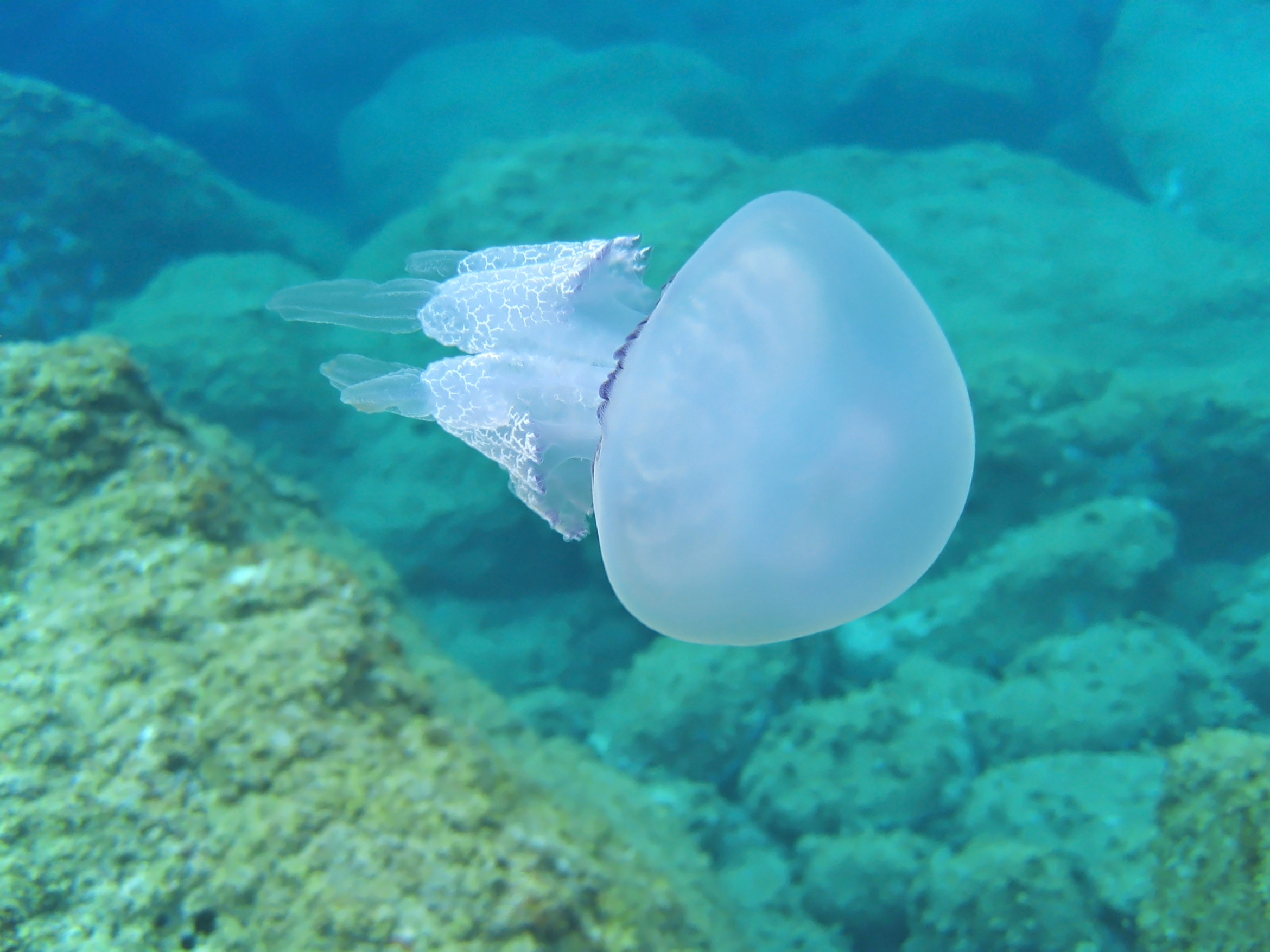 Barrel jellyfish, Rhizostoma pulmo with rocky seabed in background ,Mediterranean sea, France