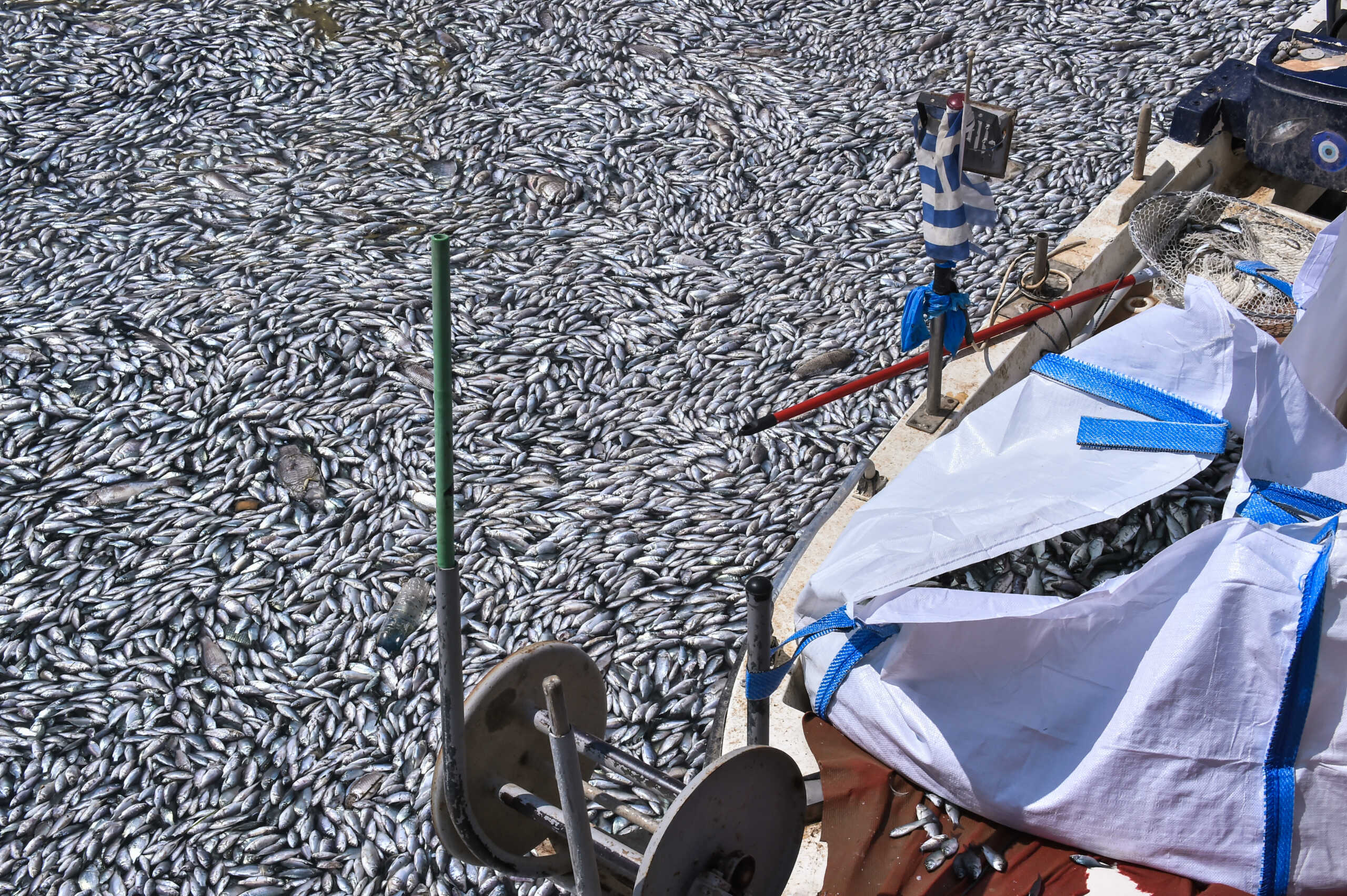 Νεκρά ψάρια στην παραλία του Βόλου, Τρίτη 27 Αυγουστού 2024. Το φαινόμενο αποδίδεται στους χιλιάδες τόνους νερού από την λίμνη Κάρλα και τις γύρω περιοχές που κάθε μέρα καταλήγουν στον Παγασητικό μέσω του χειμάρρου Ξηριά. Ωστόσο, τα νερά παρασύρουν και ψάρια του γλυκού νερού που όταν έρθουν σε επαφή με το θαλασσινό νερό, πεθαίνουν. Για το θέμα πάντως έχει ξεκινήσει προκαταρκτική εξέταση προκειμένου να διαπιστωθούν τα αίτια. Η έρευνα υπό την επίβλεψη του Εισαγγελέα Υπηρεσίας, θα γίνει σε ειδικά εργαστήρια και θα ληφθούν δείγματα τόσο από τα νεκρά ψάρια, όσο και στις εκβολές της Λίμνης Κάρλας στο Βόλο για να βρεθεί η αιτία θανάτου. Θα εξεταστεί ακόμα και η πιθανότητα να έχει εισχωρήσει κάποια ουσία στον οργανισμό των ψαριών. Επιπλέον θα ελεγχθεί και η ποιότητα του νερού. Η έρευνα θα γίνει σε όλη την ακτογραμμή του Παγασητικού που εντοπίζονται τα νεκρά ψάρια, δηλαδή σε λιμάνι Βόλου, Άναυρο, Αλυκές και Ν. Αγχίαλο. Την εξέταση θα απασχολήσουν οι ενέργειες της Περιφέρειας Θεσσαλίας σχετικά με τη διαχείριση του θυροφράγματος της Κάρλας, καθώς σε αυτοψία προέκυψε ότι τα νεκρά ψάρια υπάρχουν και εντός του θυροφράγματος και σε όλο το μήκος της σήραγγας. 
(ΒΑΣΙΛΗΣ ΟΙΚΟΝΟΜΟΥ