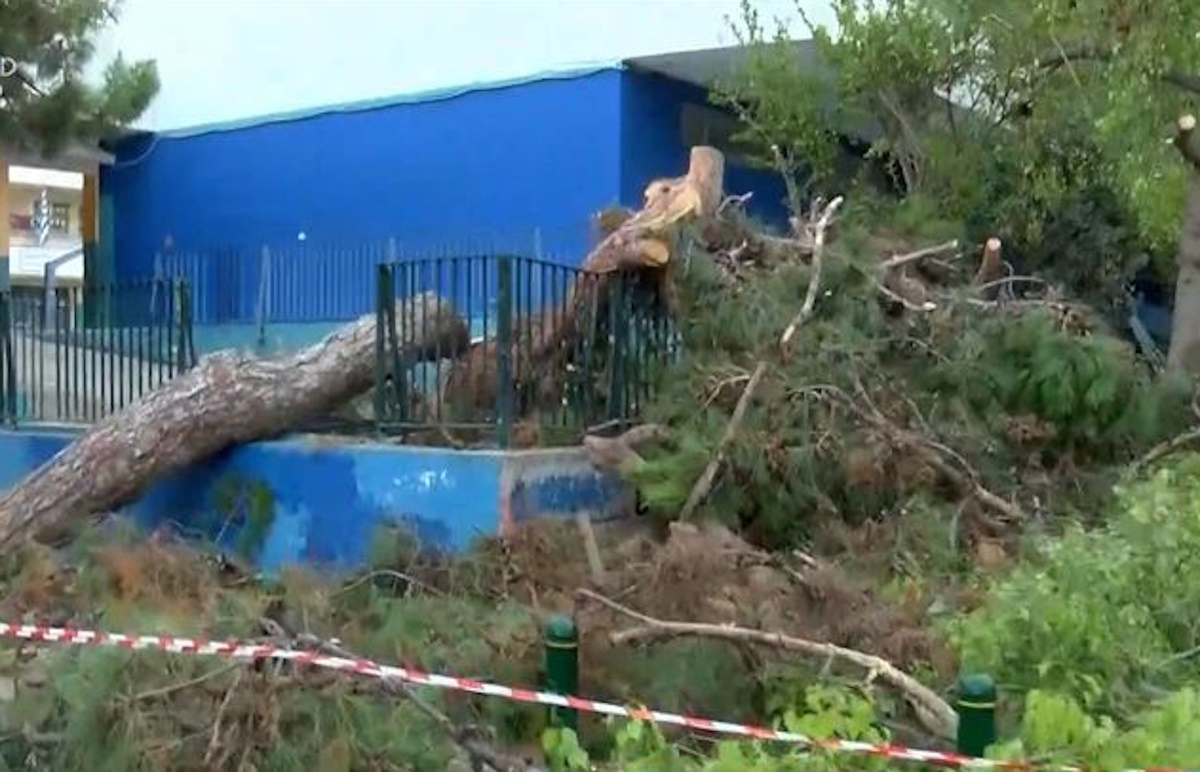Περιστέρι: Έπεσε δέντρο σε αυλή σχολείου από το μπουρίνι της Παρασκευής