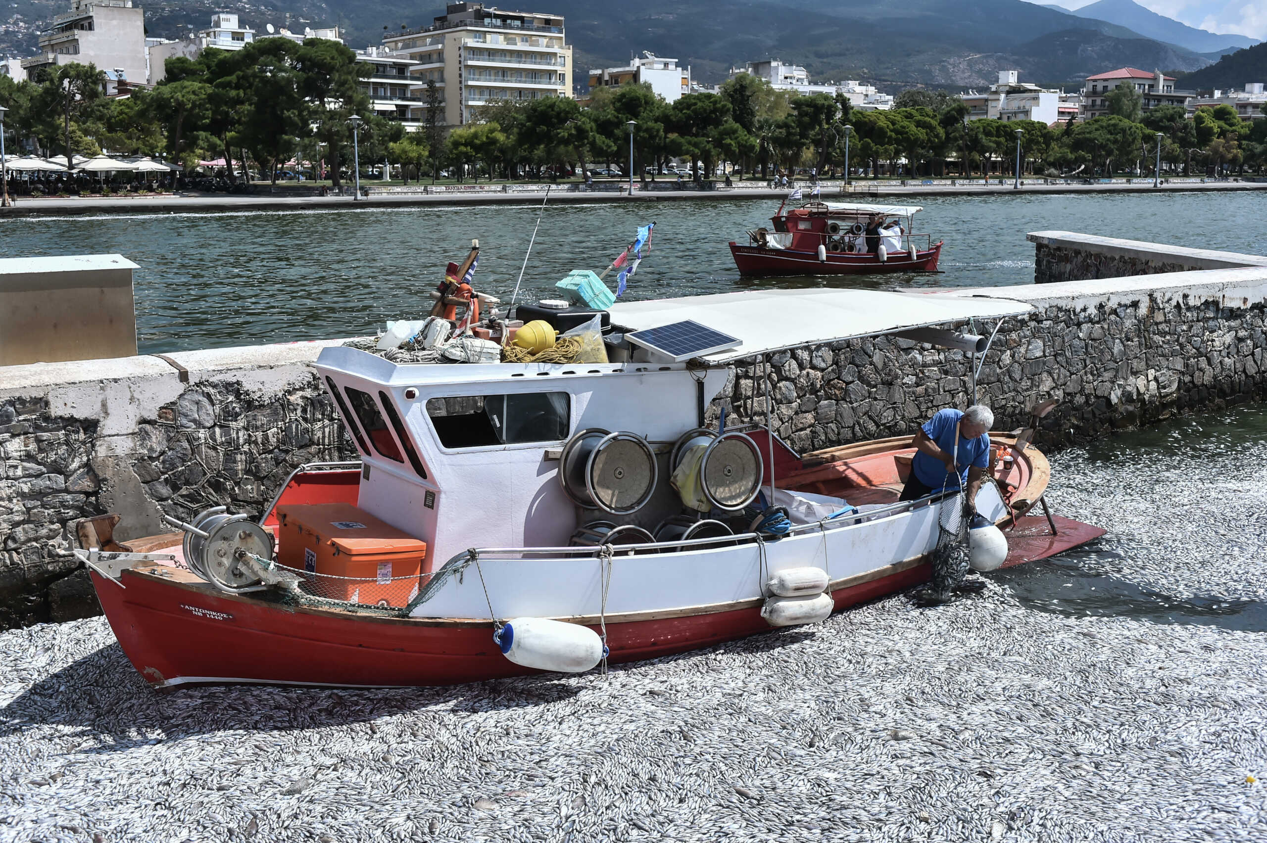 Νεκρά ψάρια στην παραλία του Βόλου, Τρίτη 27 Αυγουστού 2024. Το φαινόμενο αποδίδεται στους χιλιάδες τόνους νερού από την λίμνη Κάρλα και τις γύρω περιοχές που κάθε μέρα καταλήγουν στον Παγασητικό μέσω του χειμάρρου Ξηριά. Ωστόσο, τα νερά παρασύρουν και ψάρια του γλυκού νερού που όταν έρθουν σε επαφή με το θαλασσινό νερό, πεθαίνουν. Για το θέμα πάντως έχει ξεκινήσει προκαταρκτική εξέταση προκειμένου να διαπιστωθούν τα αίτια. Η έρευνα υπό την επίβλεψη του Εισαγγελέα Υπηρεσίας, θα γίνει σε ειδικά εργαστήρια και θα ληφθούν δείγματα τόσο από τα νεκρά ψάρια, όσο και στις εκβολές της Λίμνης Κάρλας στο Βόλο για να βρεθεί η αιτία θανάτου. Θα εξεταστεί ακόμα και η πιθανότητα να έχει εισχωρήσει κάποια ουσία στον οργανισμό των ψαριών. Επιπλέον θα ελεγχθεί και η ποιότητα του νερού. Η έρευνα θα γίνει σε όλη την ακτογραμμή του Παγασητικού που εντοπίζονται τα νεκρά ψάρια, δηλαδή σε λιμάνι Βόλου, Άναυρο, Αλυκές και Ν. Αγχίαλο. Την εξέταση θα απασχολήσουν οι ενέργειες της Περιφέρειας Θεσσαλίας σχετικά με τη διαχείριση του θυροφράγματος της Κάρλας, καθώς σε αυτοψία προέκυψε ότι τα νεκρά ψάρια υπάρχουν και εντός του θυροφράγματος και σε όλο το μήκος της σήραγγας. 
(ΒΑΣΙΛΗΣ ΟΙΚΟΝΟΜΟΥ