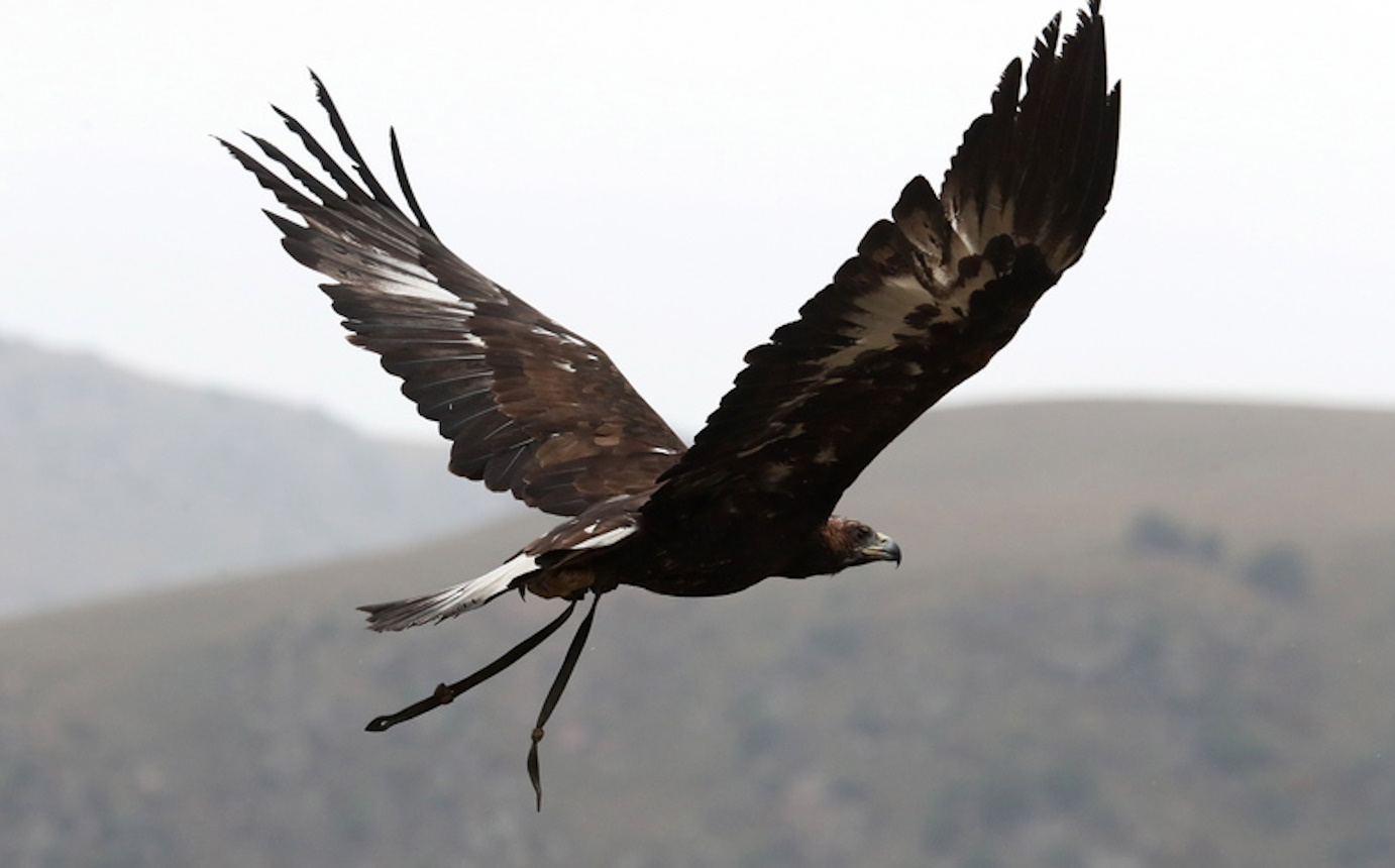 epa10145620 A Kyrgyz berkutchi (eagle hunter) launches his golden eagle during the international national hunting festival 'Salburun' in Chunkurchak, 30 km from the country's capital of Bishkek, Kyrgyzstan, 29 August 2022. Salbuurun is a Kyrgyz hunting game with birds of prey and dogs. In Kyrgyzstan, hunting with golden eagles is still a popular way to feed a family. The festival is dedicated to the Independence Day of Kyrgyzstan on 31 August.  EPA