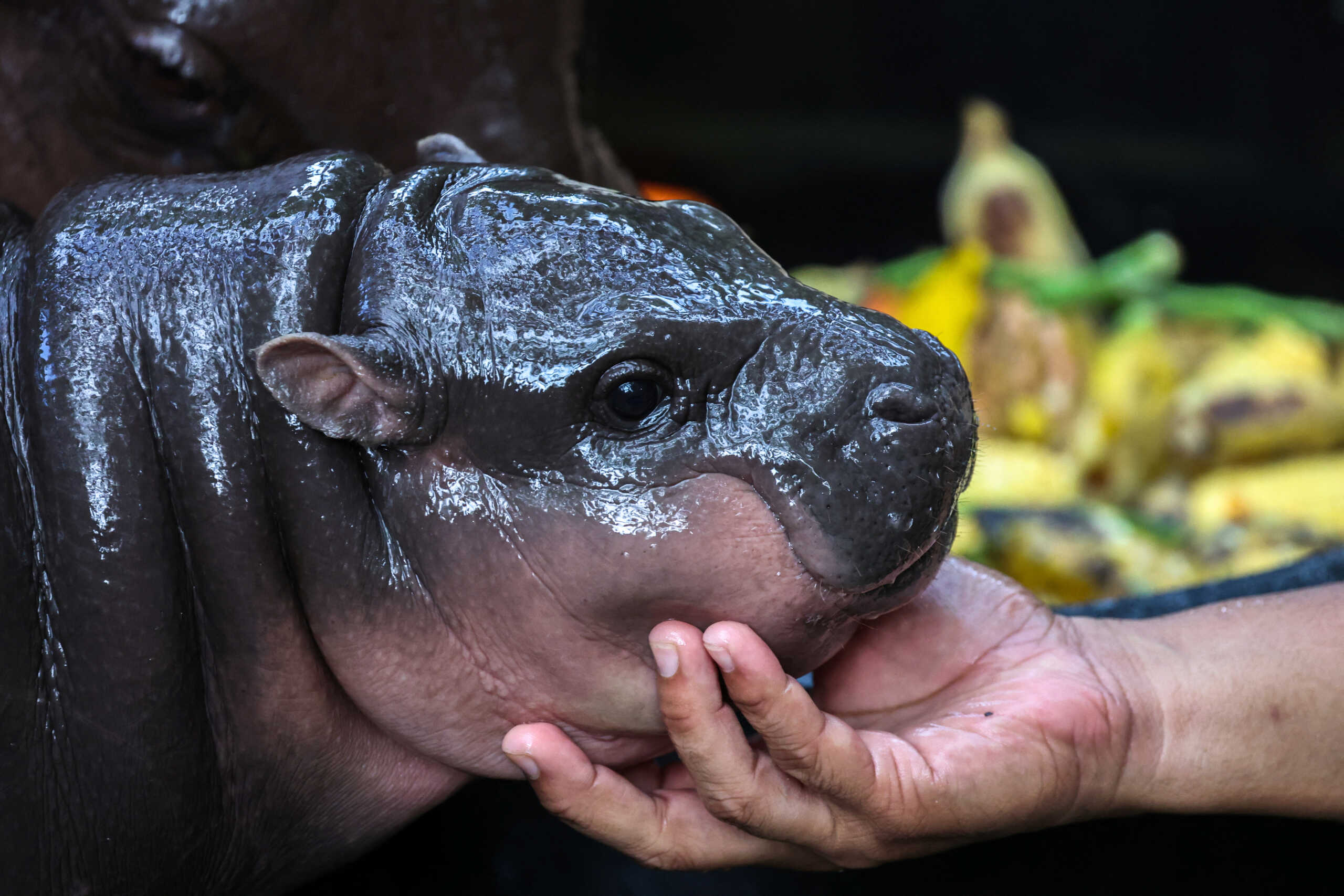 A two-month-old female pygmy hippo named "Moo Deng" who has recently become a viral internet sensation, is seen at Khao Kheow Open Zoo in Chonburi province, Thailand, September 16, 2024. REUTERS