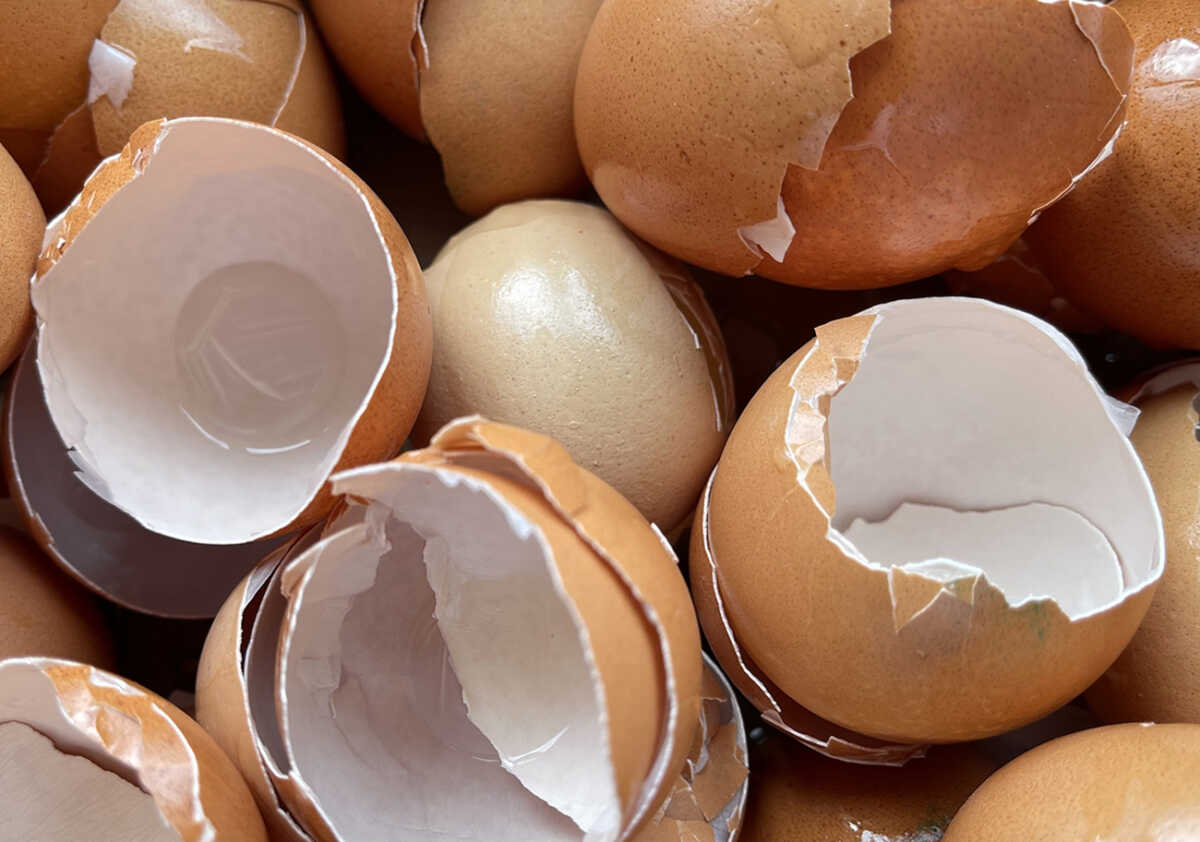 Cracked egg shells, close-up.