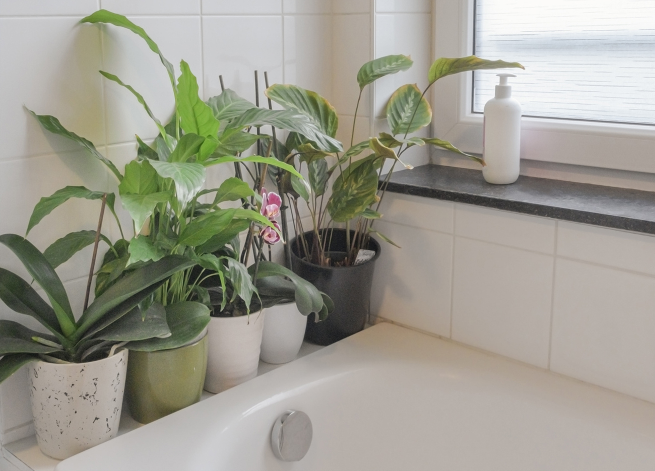 Houseplants need moisture. Placement of houseplants in the bathroom