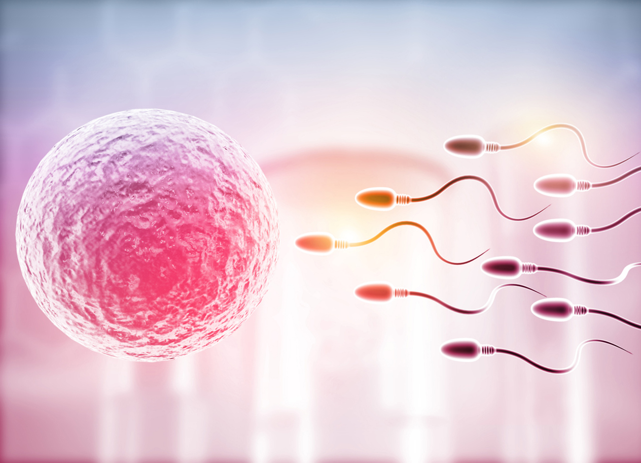 Female egg with moving sperm. 3d illustration