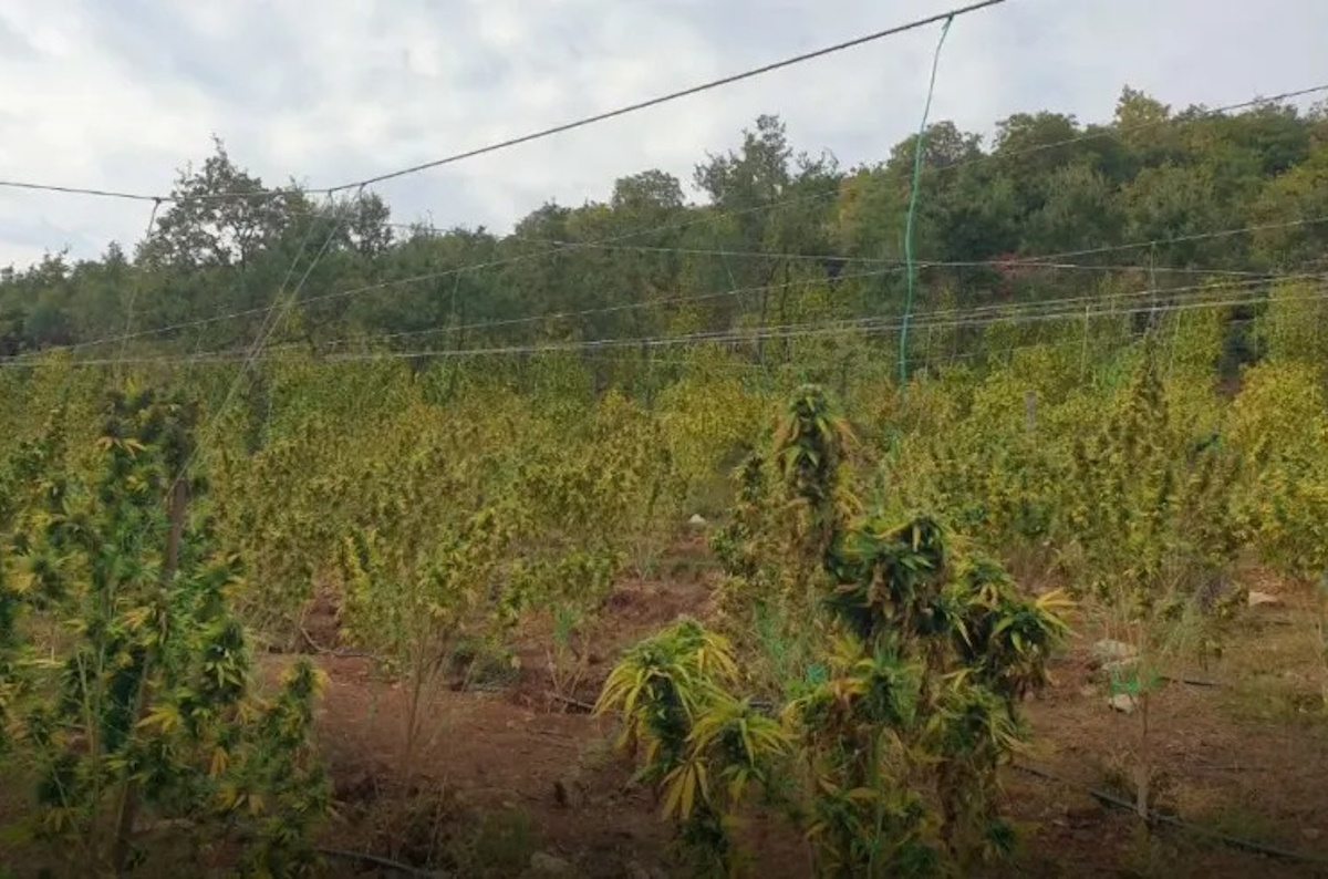 Μαγνησία: Σπείρα καλλιεργούσε φυτεία με 1.600 δενδρύλλια κάνναβης – Γνωστός συνδικαλιστής κτηνοτρόφος ο «εγκέφαλος»