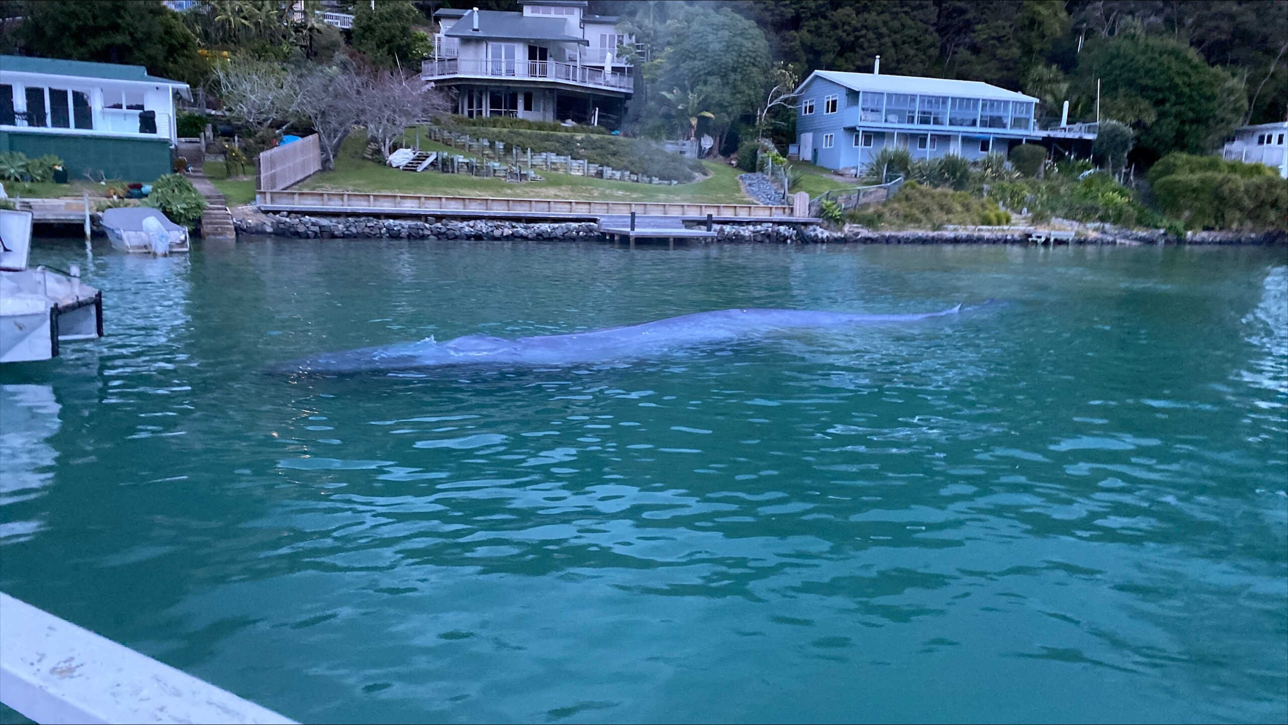 A juvenile pygmy blue whale swims, following a rescue operation by members of the Department of Conservation New Zealand in Kawau Island, New Zealand, September 16, 2024. Department Of Conservation New Zealand