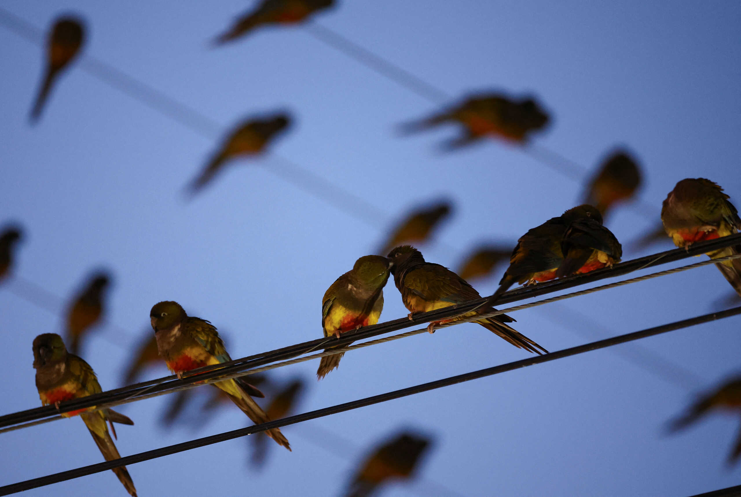 Parrots stand on power lines in the town of Hilario Ascasubi, which they invaded driven by deforestation in the surrounding hills, according to biologists, in Argentina, September 24, 2024. REUTERS