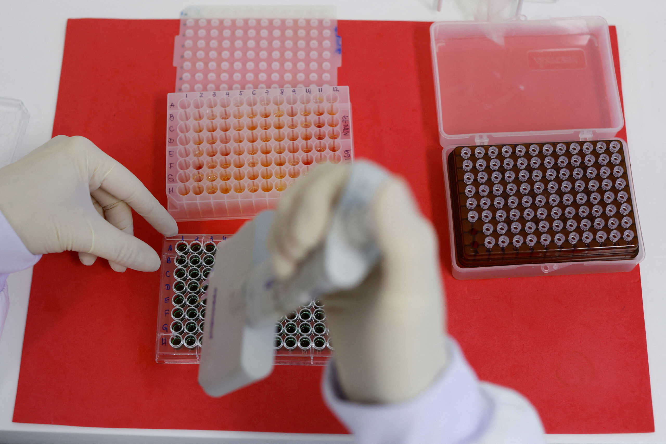FILE PHOTO: An employee dilutes poultry serum samples for ELISA test for the detection of antibodies to the avian influenza virus at the Reference Laboratory of the World Organization for Animal Health in Campinas, Brazil April 25, 2023. REUTERS