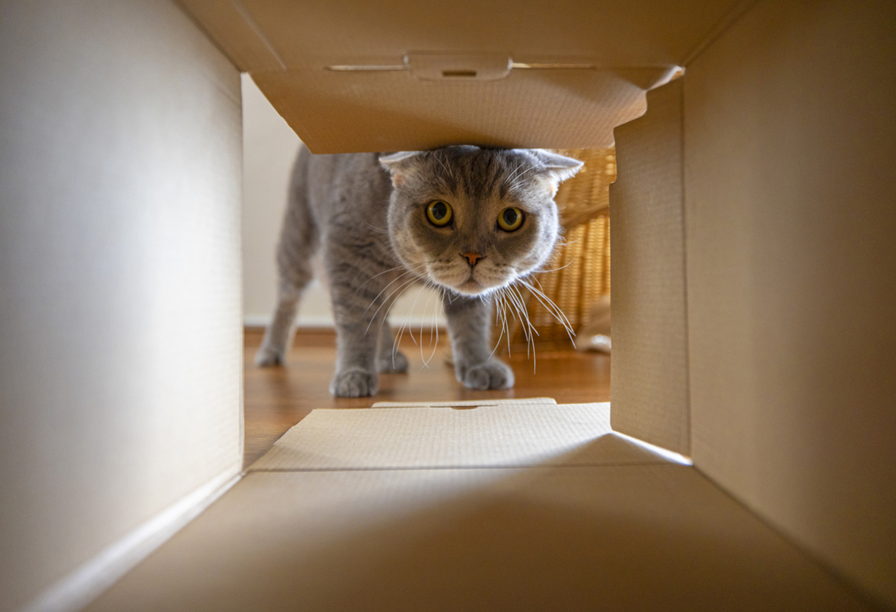 Curious cat is looking at what's inside the cardboard box. British short hair cat.