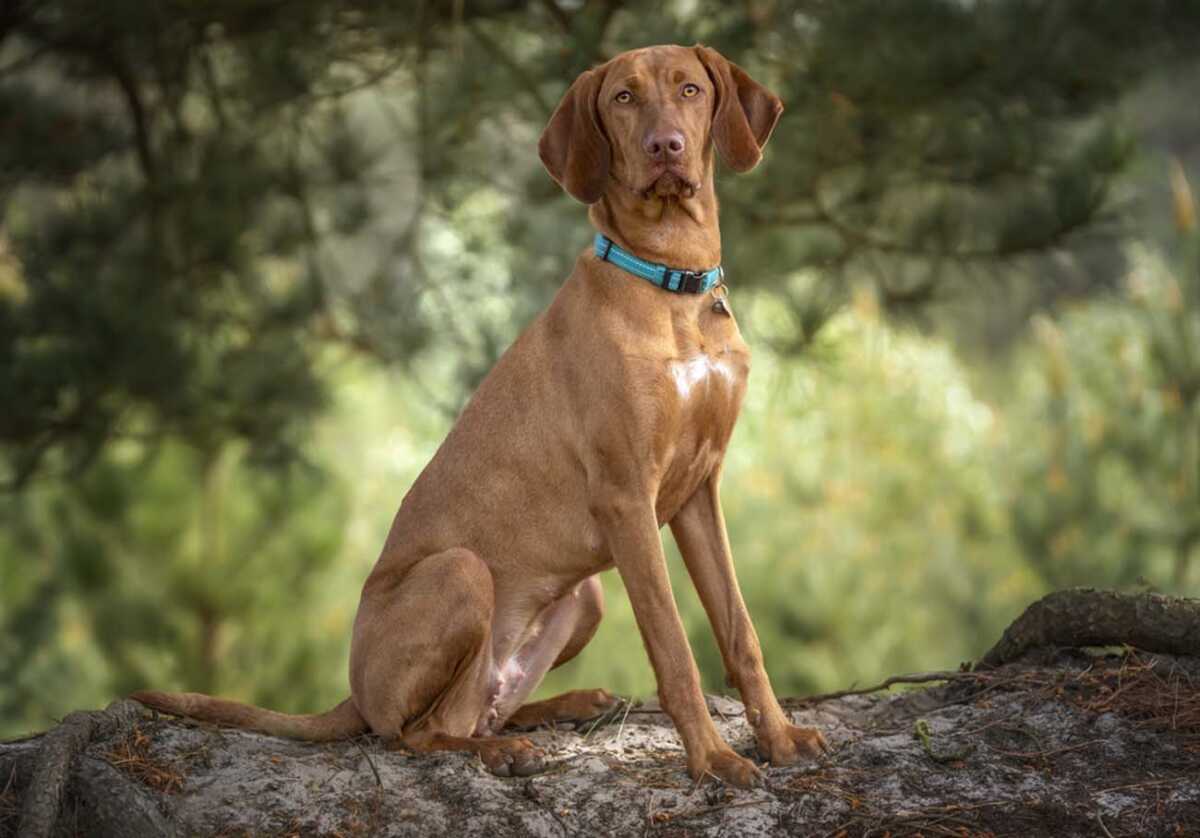 Sprizsla - light fawn colour Vizsla sitting upright under a tree in the forest looking directly at the camera