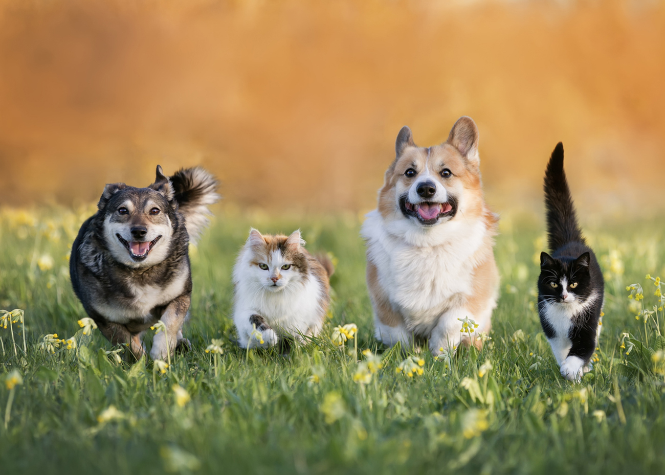 cute domestic cats and dogs of various colors run through a summer sunny meadow