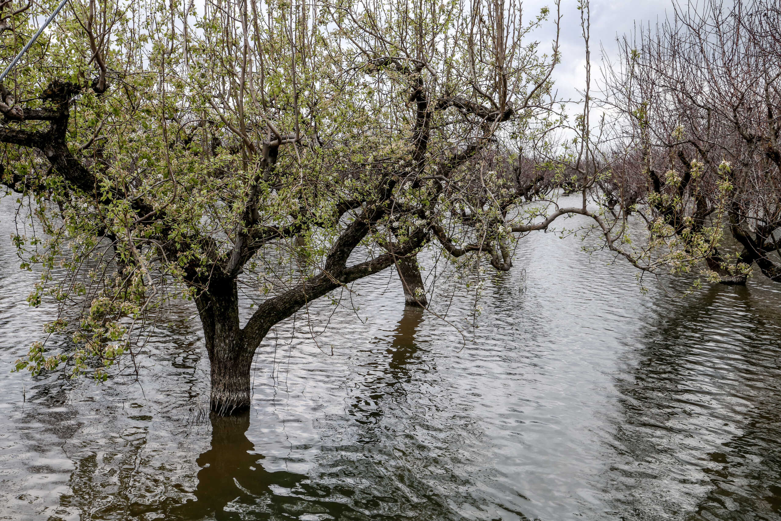 ΑΝΘΙΣΜΕΝΗ ΑΜΥΓΔΑΛΙΑ ΣΤΑ ΠΛΗΜΜΥΡΙΣΜΕΝΑ ΧΩΡΑΦΙΑ ΤΗΣ ΚΑΡΛΑΣ.Τρίτη 26 Μαρτίου 2024  (EUROKINISSI)