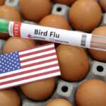 FILE PHOTO: A test tube labelled "Bird Flu", eggs and a piece of paper in the colors of the U.S. national flag are seen in this picture illustration, January 14, 2023. REUTERS