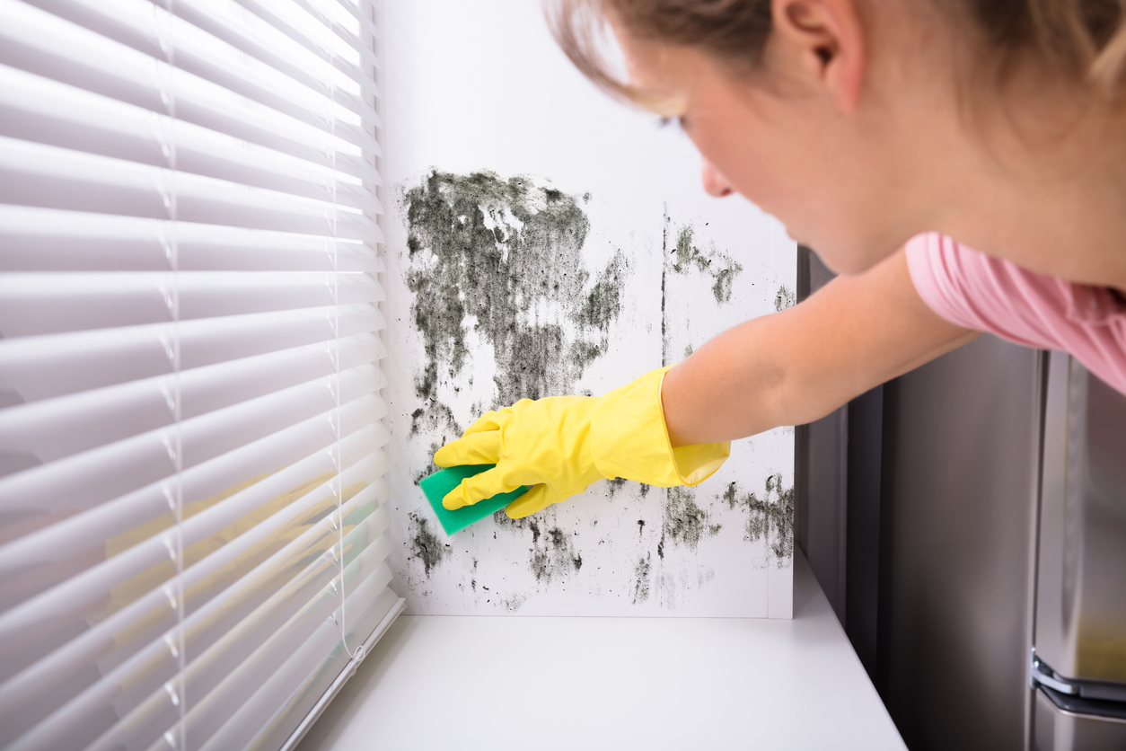 Close-up Of Woman Cleaning Mold From Wall Using Spray Bottle And Sponge