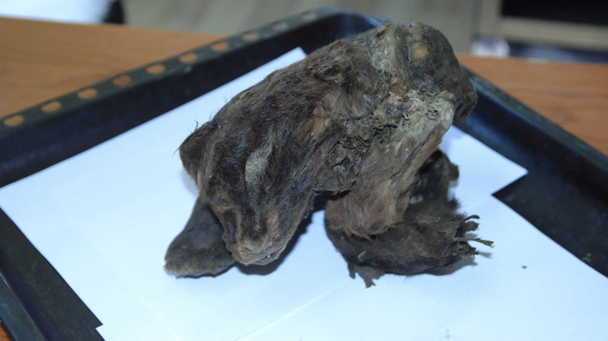 A view shows a mummy of a 32,000-year-old sabre-toothed tiger cub, which was found by Russian scientists in the Siberian permafrost in the region of Sakha and is allegedly the world's first discovery of the specimen in such good preservation that still has its dark brown fur, at a laboratory in Yakutsk, Russia, in this picture obtained by Reuters on November 21, 2024. Press Service of Academy of Science of Sakha Republic (Yakutia)