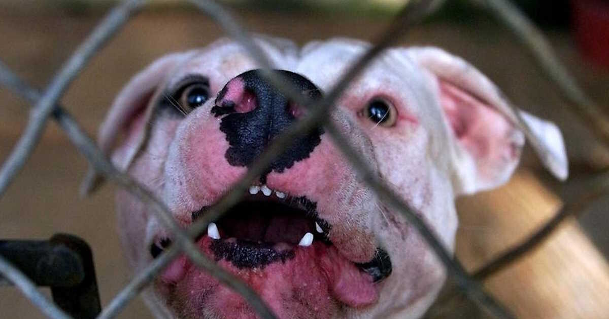 Agios Stefanos: Ferocious pit bull attack on 58-year-old – “I started screaming for help, a dog is eating me”