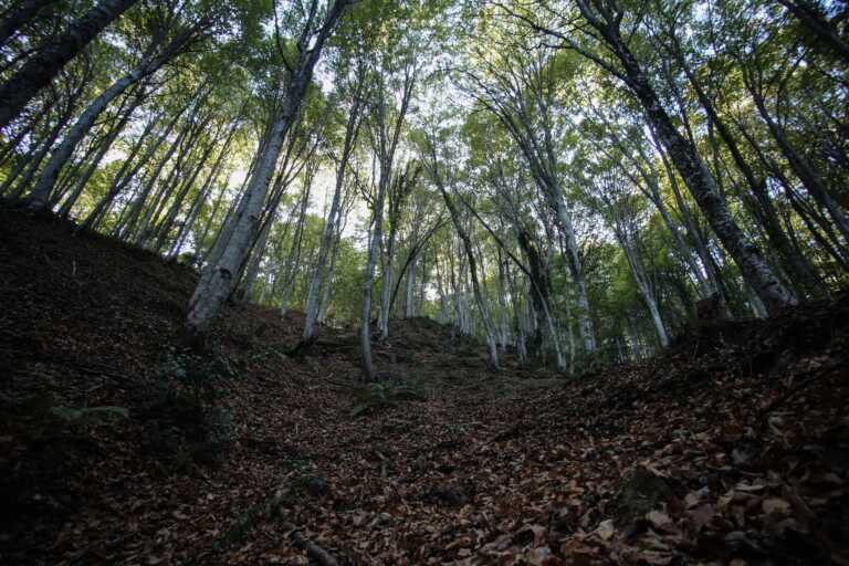 वनों की कटाई अधिनियम: नया राजनीतिक समझौता कंपनियों को अनुपालन के लिए अधिक समय देता है