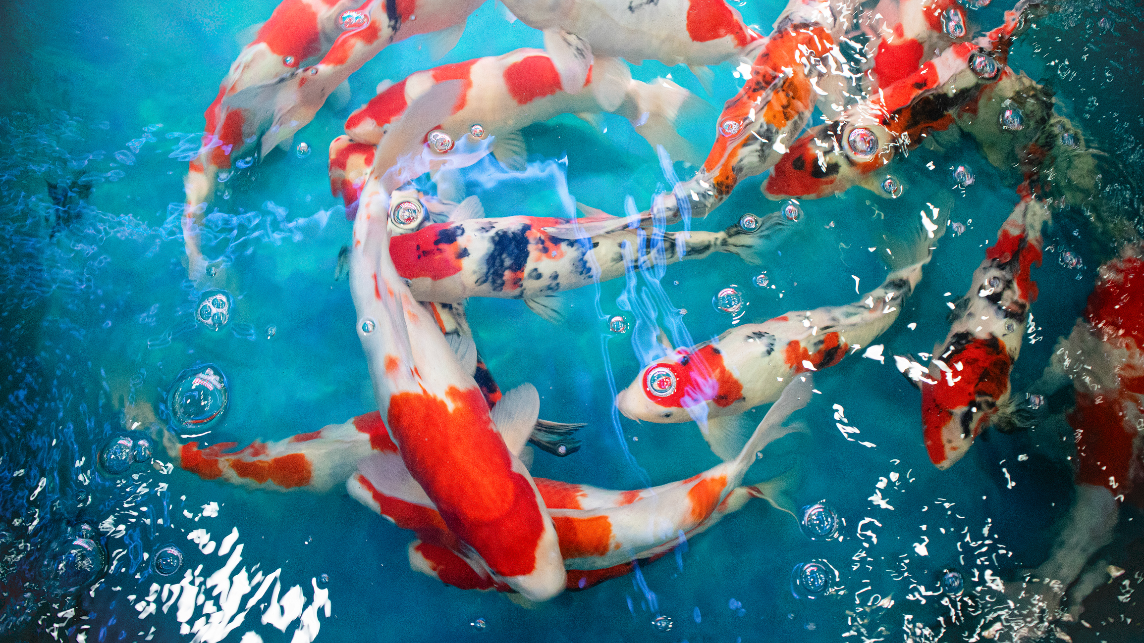 Koi fish cluster together. underwater fishes nishikigoi.koi Asian Japanese wildlife colorful Koi fish or carp fish or Cyprinus rubrofuscus swimming in pond