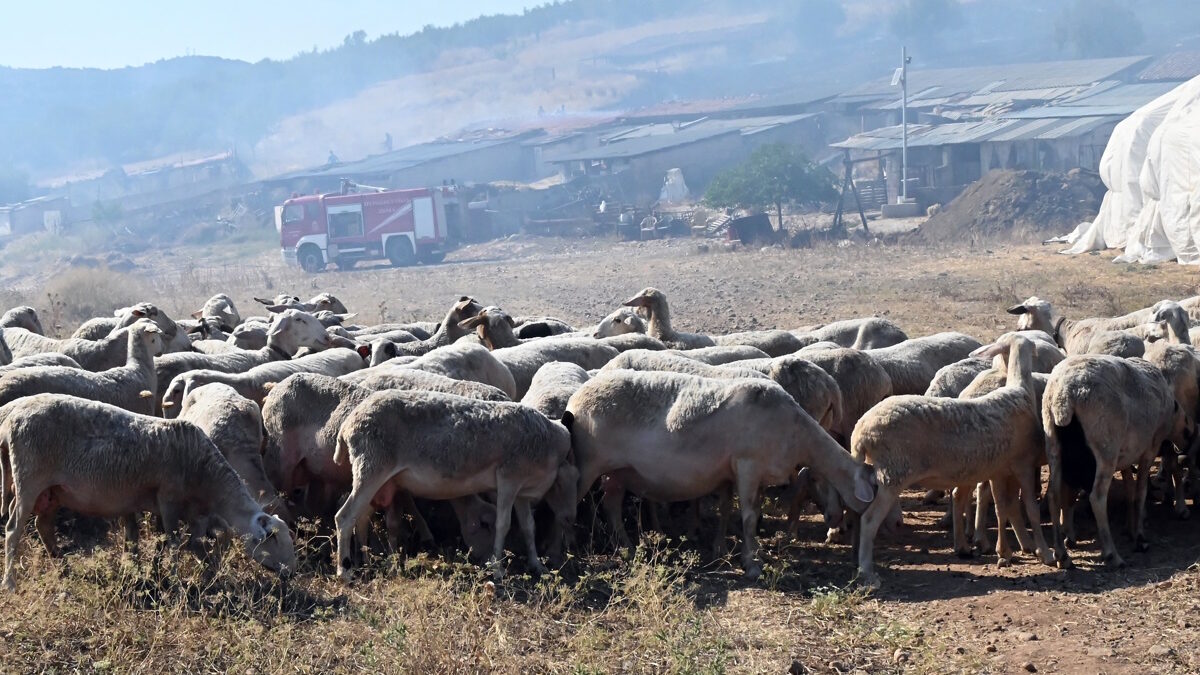 Φωτογραφία αρχείου Eurokinissi - Βασίλης Παπαδόπουλος
