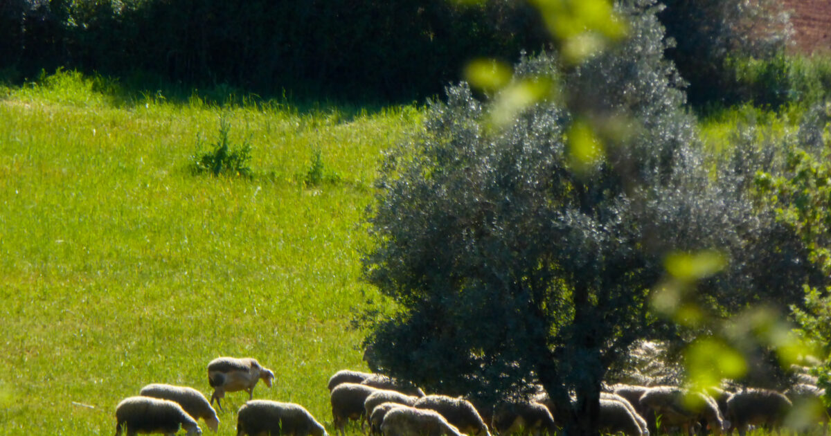 Second wave of compensations to livestock farmers for plague and smallpox
