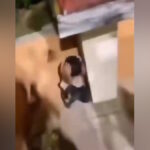 Ακροδεξιοί νταήδες τρομοκρατούν 10χρονο παιδί και του ζητούν να φωνάξει «ζήτω ο Κασιδιάρης»