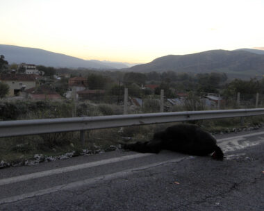 EUROKINISSI