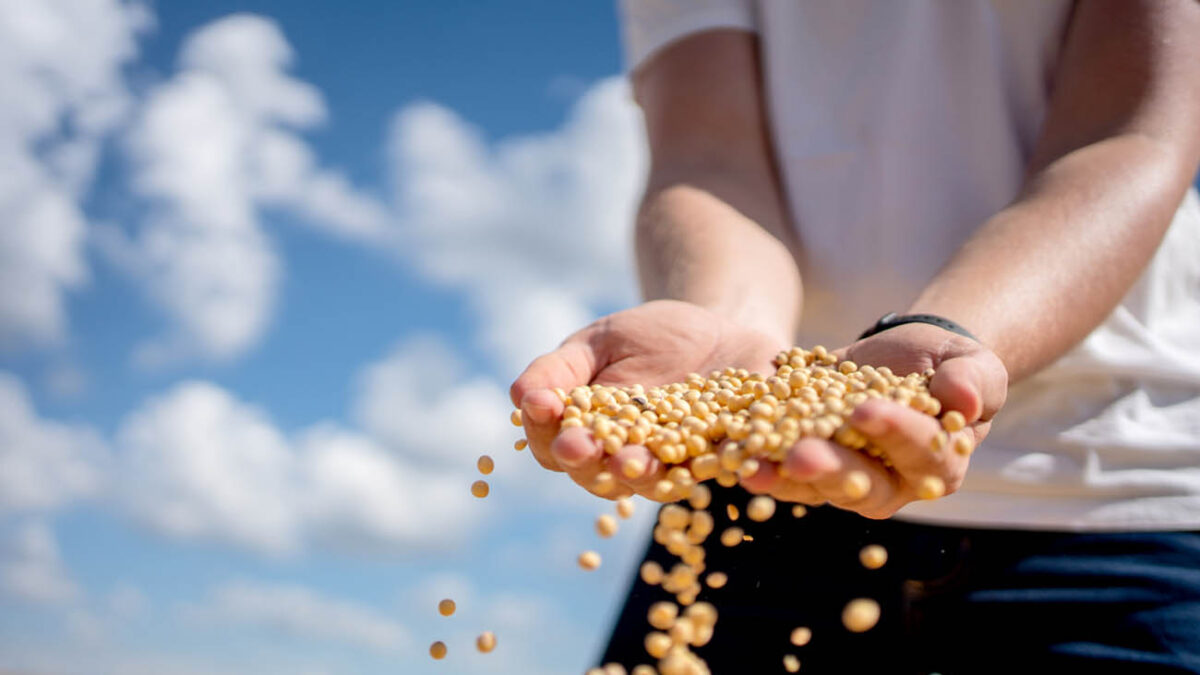 Farmer's hand with soy bean