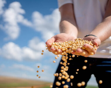 Farmer's hand with soy bean