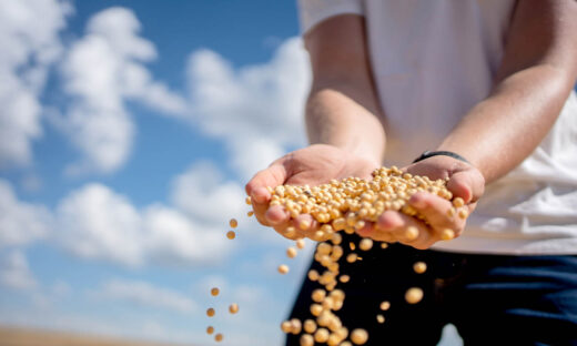 Farmer's hand with soy bean
