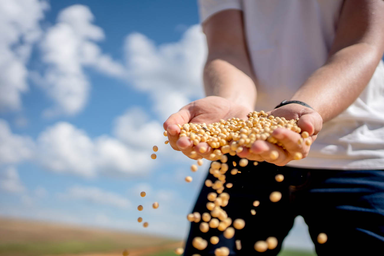 Farmer's hand with soy bean