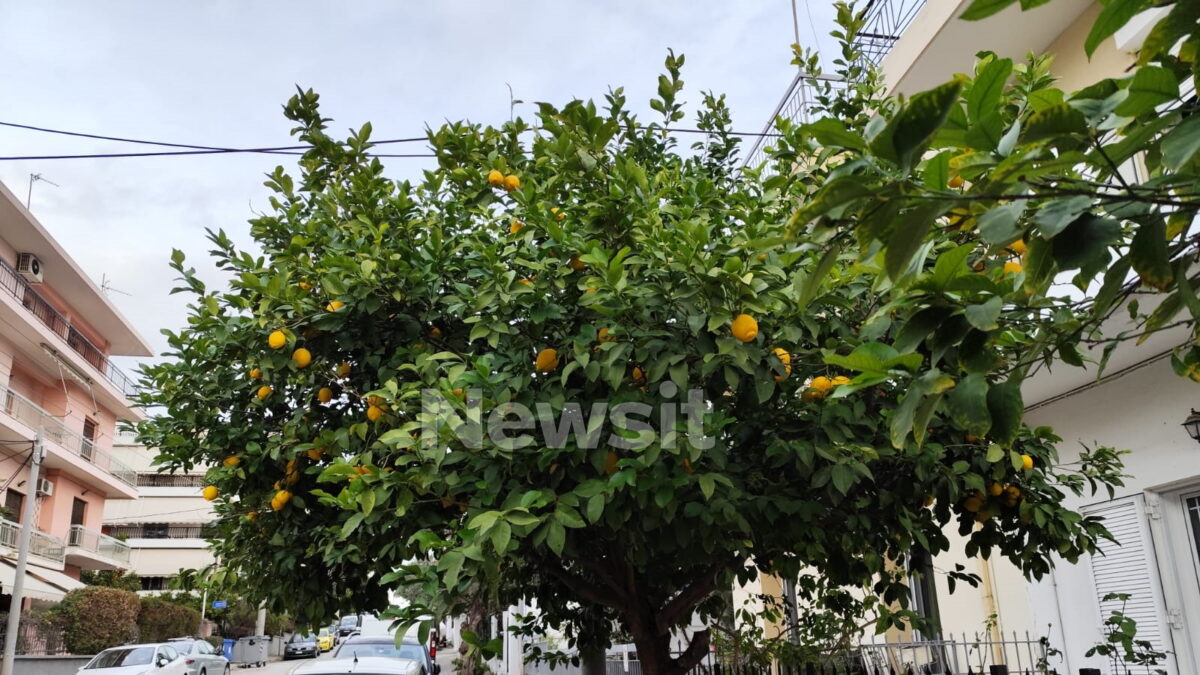 Ίλιον: Σε κρίσιμη κατάσταση ο 80χρονος που έκοψε τα λεμόνια και δέχτηκε επίθεση από τον 65χρονο