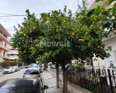 Ίλιον: Σε καταστολή στη ΜΕΘ με δύο αιματώματα στο κεφάλι ο 80χρονος που έκοψε τα λεμόνια – Ο 65χρονος ζήτησε συγγνώμη για την επίθεση