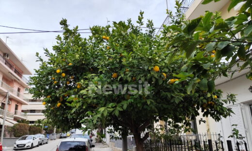 Ίλιον: Σε καταστολή στη ΜΕΘ με δύο αιματώματα στο κεφάλι ο 80χρονος που έκοψε τα λεμόνια – Ο 65χρονος ζήτησε συγγνώμη για την επίθεση