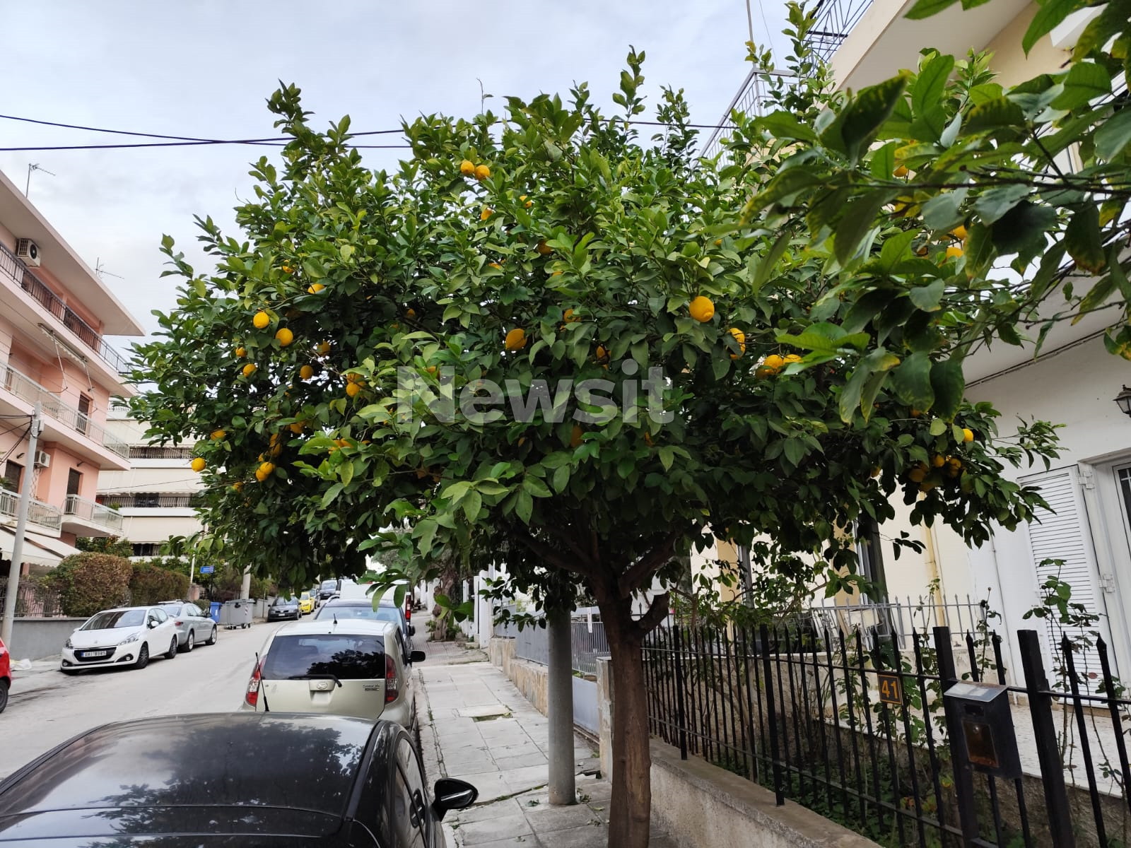 Ίλιον: Σε καταστολή στη ΜΕΘ με δύο αιματώματα στο κεφάλι ο 80χρονος που έκοψε τα λεμόνια – Ο 65χρονος ζήτησε συγγνώμη για την επίθεση