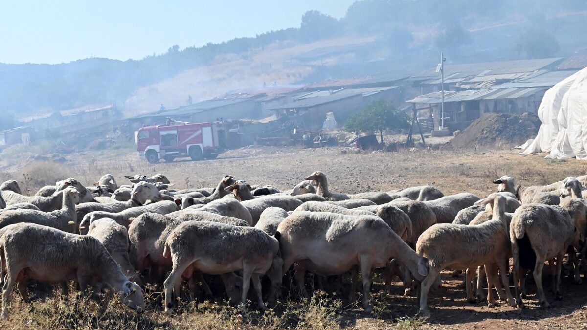 (Βασίλης Παπαδόπουλος