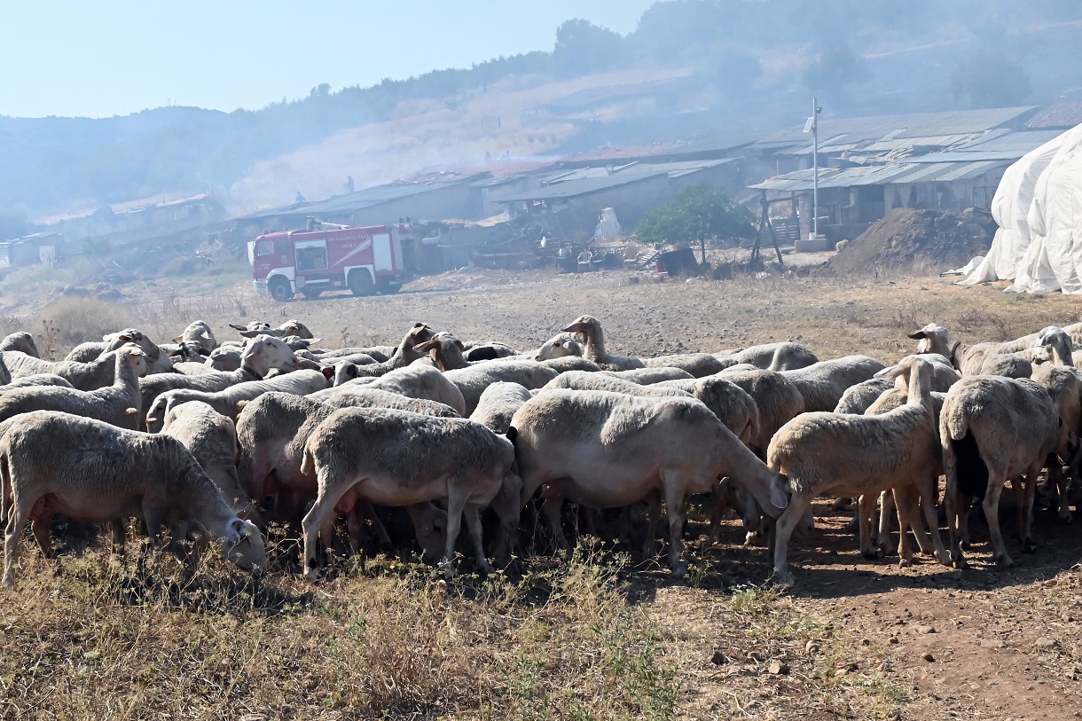 (Βασίλης Παπαδόπουλος